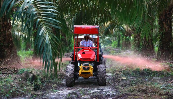 Holding Perkebunan Nusantara Siapkan Replanting 862 Hektare Sawit di Riau