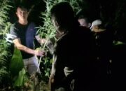 Ladang Ganja di Tanjung Morawa Bikin Geger Warga