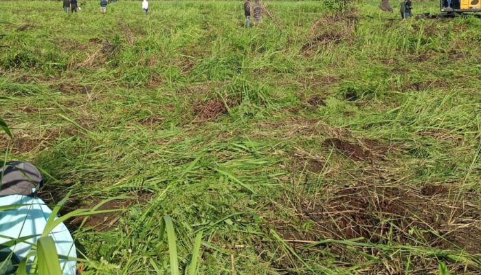 Ribuan Tanaman Sawit Milik Warga Panai Tengah Dirusak Mafia Tanah