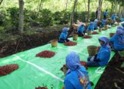 Kopi Ijen PalmCo Tembus Pasar AS dan Inggris