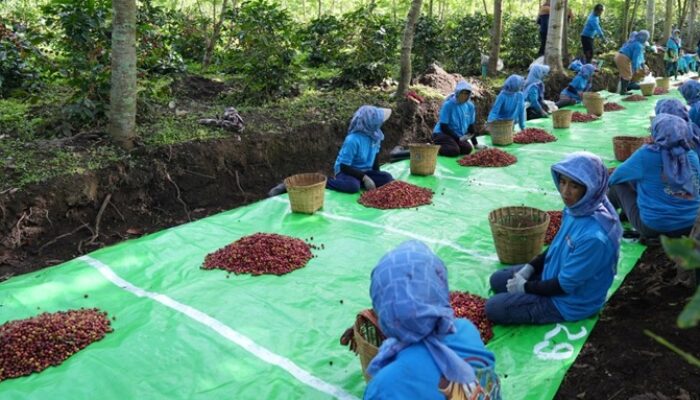 Kopi Ijen PalmCo Tembus Pasar AS dan Inggris