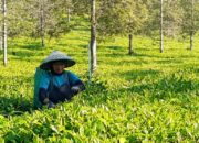Kartini, Pemetik Teh PTPN I Regional 2 Catatkan Kinerja Produksi Unggul