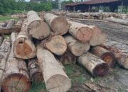Sejumlah Sawmill di Asahan Digerebek, Ribuan Batang Kayu Ilegal Diamankan