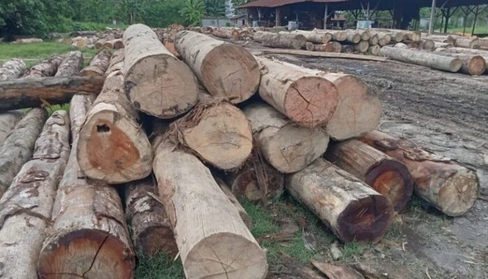 Sejumlah Sawmill di Asahan Digerebek, Ribuan Batang Kayu Ilegal Diamankan