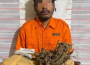 Polisi Gagalkan Peredaran Ganja di Bukit Lawang, 1 Orang Diringkus