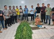 Nekat Tanam Ganja, Pria di Tanjung Morawa Diboyong ke Penjara