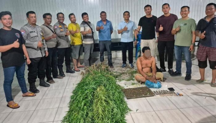 Nekat Tanam Ganja, Pria di Tanjung Morawa Diboyong ke Penjara