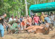 Walikota Padangsidimpuan Saksikan Penyembelihan Sapi Kurban Presiden RI