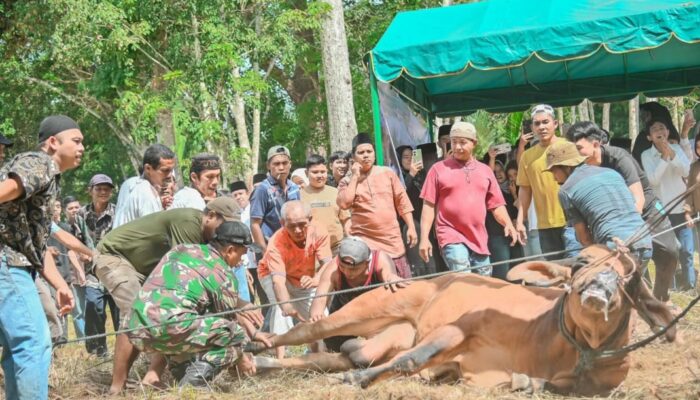 Walikota Padangsidimpuan Saksikan Penyembelihan Sapi Kurban Presiden RI