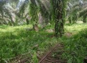 Penyelesaian Sengketa Lahan PTPN IV dan Warga Mariah Jambi ‘Buntu’
