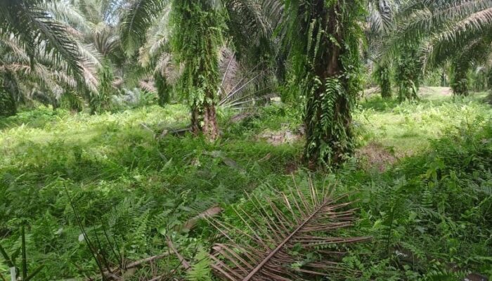 Penyelesaian Sengketa Lahan PTPN IV dan Warga Mariah Jambi ‘Buntu’