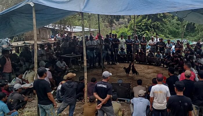 Bikin Resah, Polisi Diminta Tindak Sabung Ayam di Nagori Marihat Bukit Gunung Malela