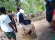 Diduga Bocor, Penggerebekan Sabung Ayam di Nagori Marihat Bukit Tanpa Hasil
