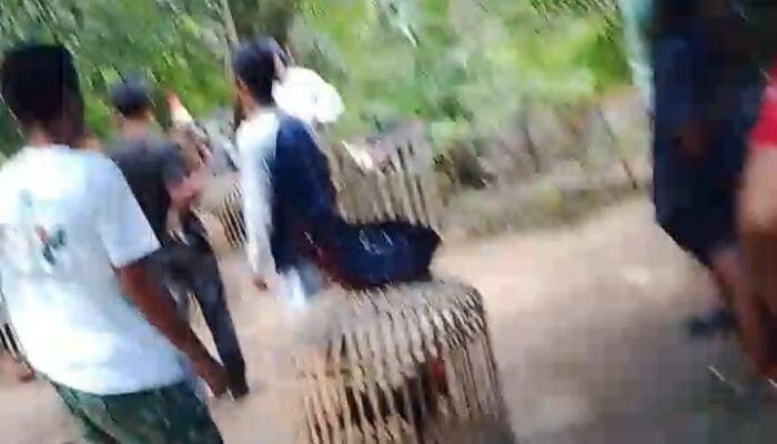 Diduga Bocor, Penggerebekan Sabung Ayam di Nagori Marihat Bukit Tanpa Hasil