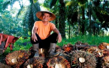 Holding Perkebunan Nusantara Konsisten Serap TBS Petani