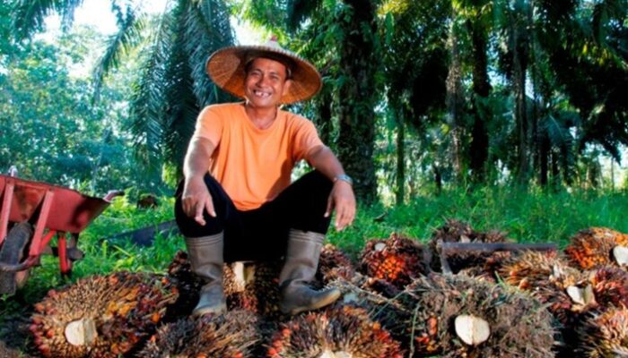 Holding Perkebunan Nusantara Konsisten Serap TBS Petani