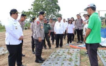 Kunker ke Samosir, Kapolda Sumut Tinjau Budidaya Bawang Putih