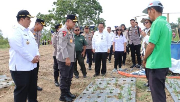 Kunker ke Samosir, Kapolda Sumut Tinjau Budidaya Bawang Putih