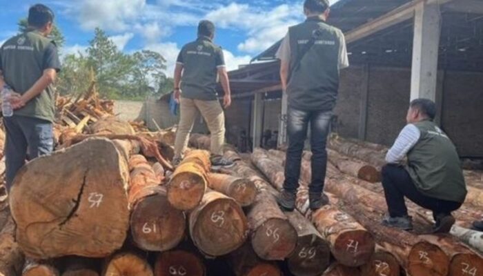 Modus Penimbunan Ratusan Batang Kayu Bulat di Sumut Terungkap