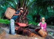 PTPN IV PalmCo Serap Jutaan Ton TBS Petani