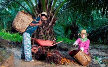 PTPN IV PalmCo Serap Jutaan Ton TBS Petani