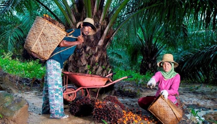 PTPN IV PalmCo Serap Jutaan Ton TBS Petani